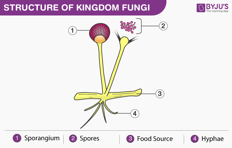 classification-of-fungi-gymnomycota-mastigomycota-amastigomycota