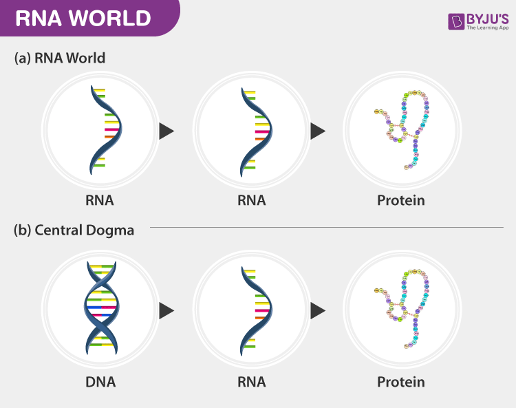 rna world hypothesis