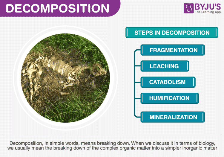 Decomposition Process Factors Affecting Decomposition