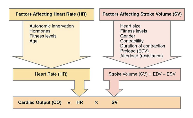 Cardiac Output- Definition, Factors Affecting, Cardiac Index (2024)