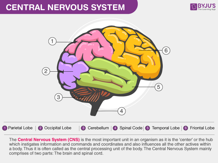 central nervous system brain