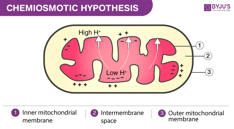 Chemiosmotic hypothesis