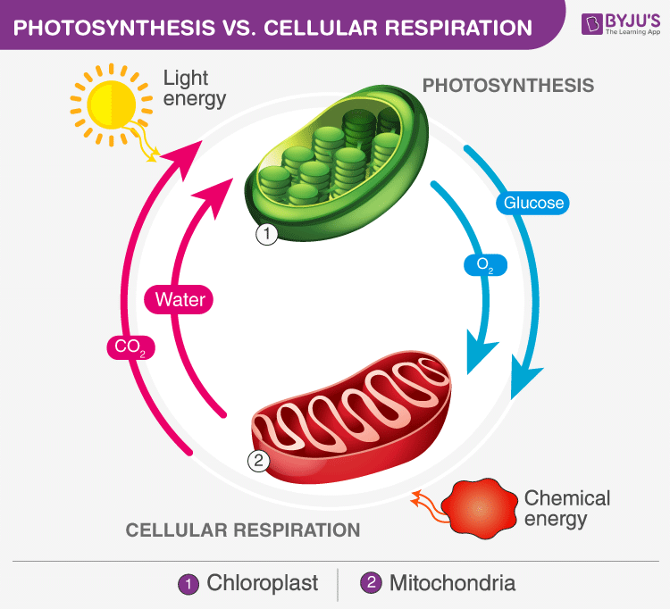 photosynthesis and cellular respiration relationship