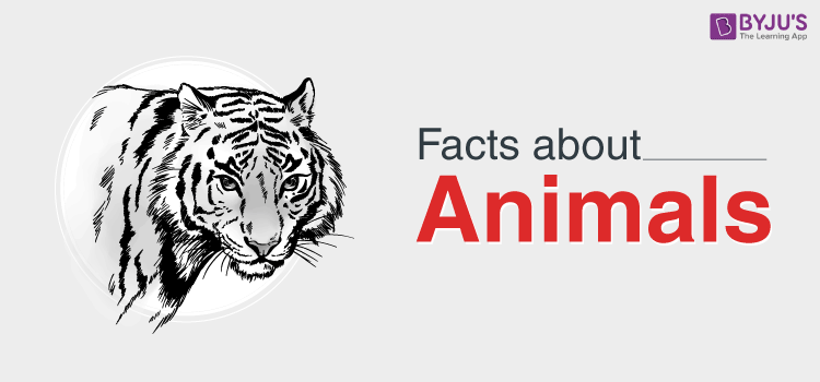 Facts about the Animals