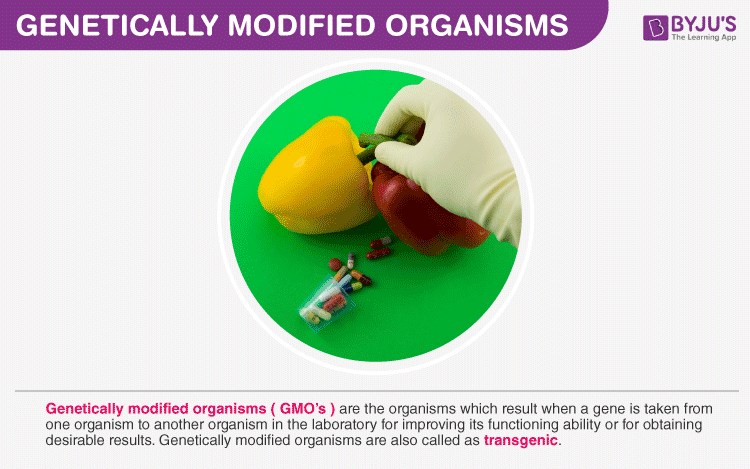 genetically modified organisms process