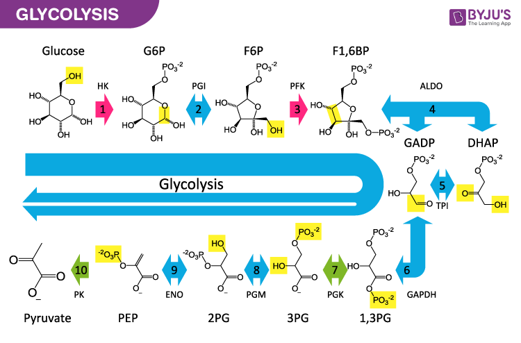 glycolysis diagram simple