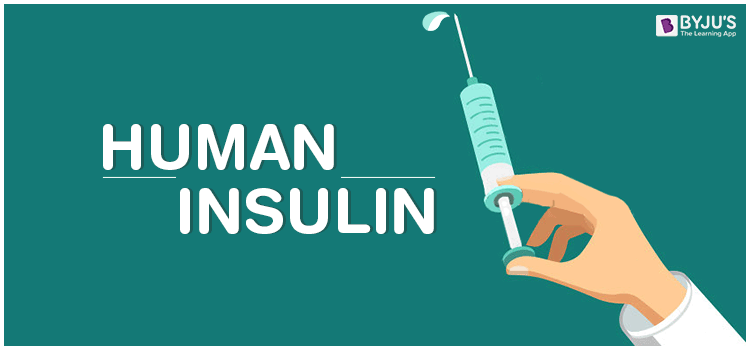 Human Insulin