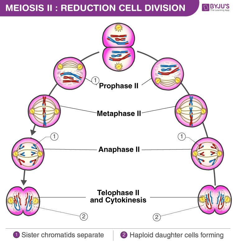 🎉 Explain The Steps Of Mitosis A Step 2022 11 25