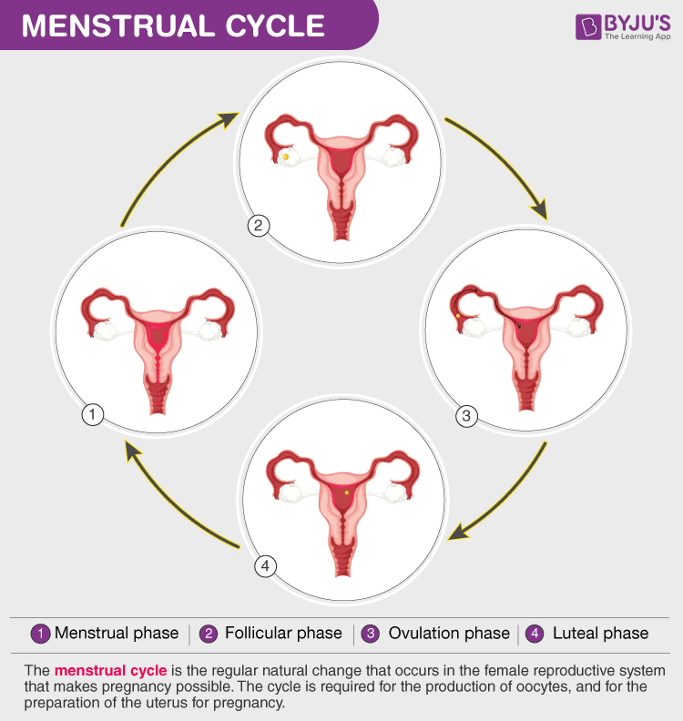 Female Monthly Cycle Chart