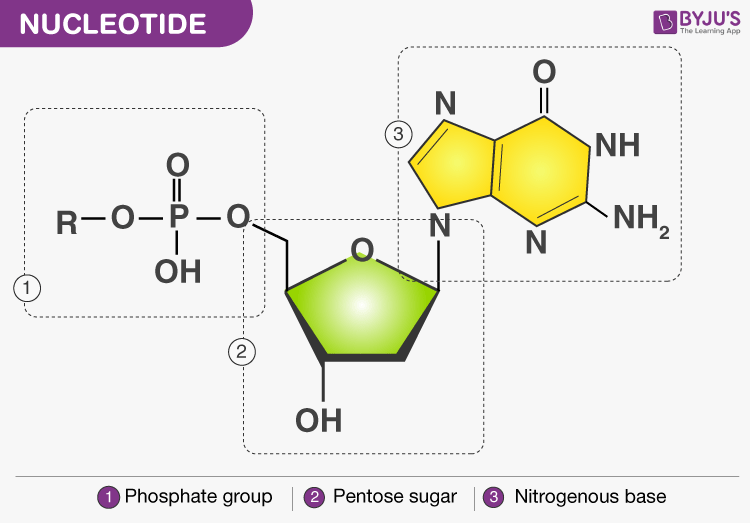 structure of nucleic acids for kids