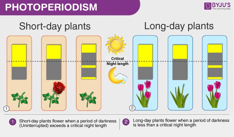 what-is-photoperiodism-explore-the-process-of-photoperiodism-and