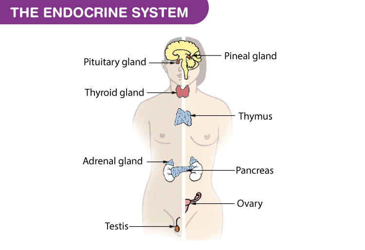 Endocrine Glands And Their Hormones Types And Their Functions 2018