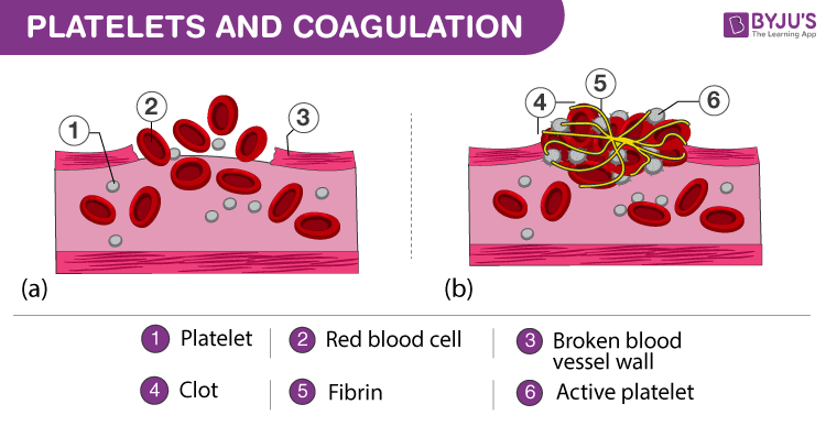 responsible for blood clotting