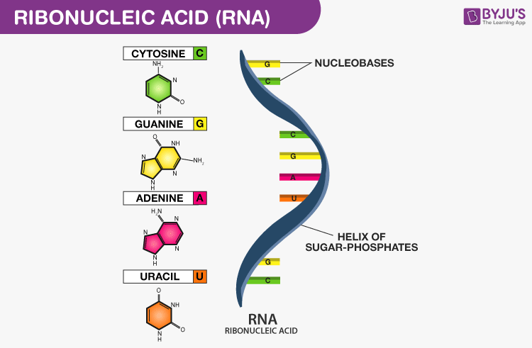 RNA - Structure, Functions and Types of RNA