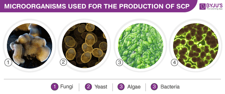 What Is A Single Cell Protein