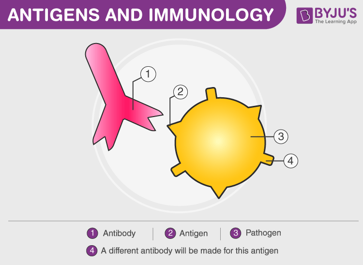 What are Antigens? Definition, Properties, Types, Structure