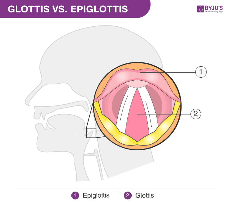 Glottis And Epiglottis Cat