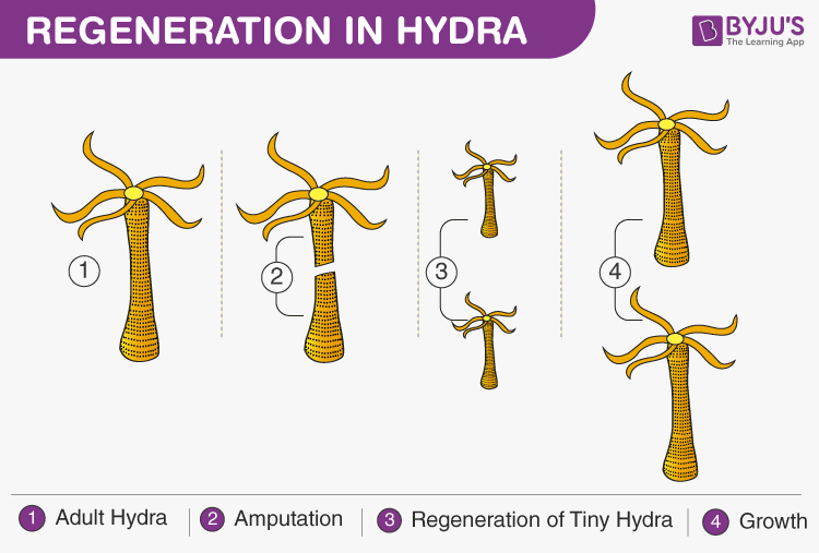 Fragmentation- Fragmentation in Animals and in Plants