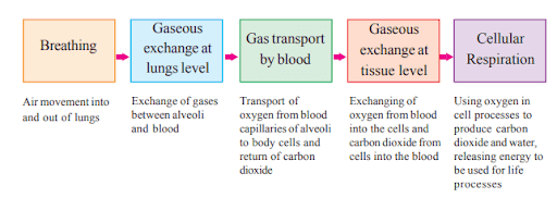 AP Board Class 10 Biology Chapter 2 Respiration