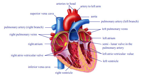 AP Class 10 Biology Chapter 3 Transportation