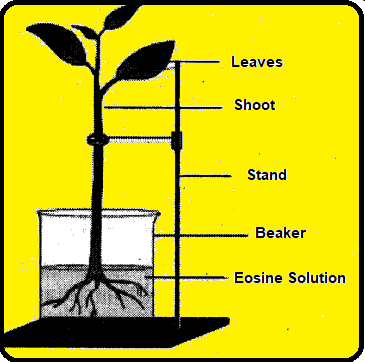 AP Class 10 Biology Chapter 3 Transportation