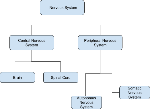 AP Class 10 Biology Chapter 5 Coordination