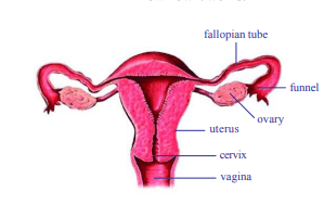 AP Class 10 Biology Chapter 6 Reproduction