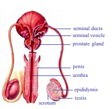 AP Class 10 Biology Chapter 6 Reproduction