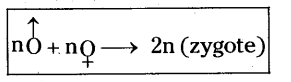 AP Class 10 Biology Chapter 6 Reproduction