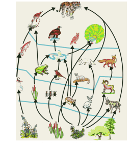 AP Class 10 Biology Chapter 9 Our Environment