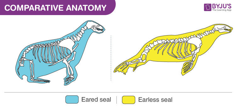 Seeing the complexity of the simple: Comparative anatomy of the