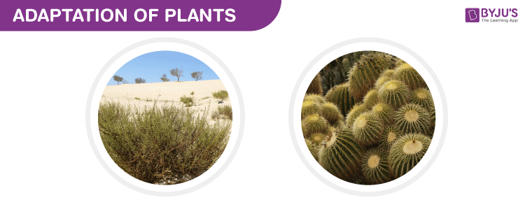 cold desert vegetation