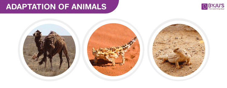 How Do Plants & Animals Adapt to the Desert?