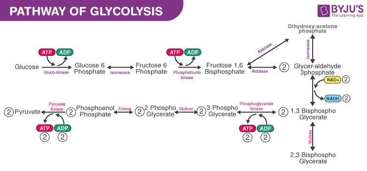 Glycolysis : The Pathway and Key Events In Glycolysis Process