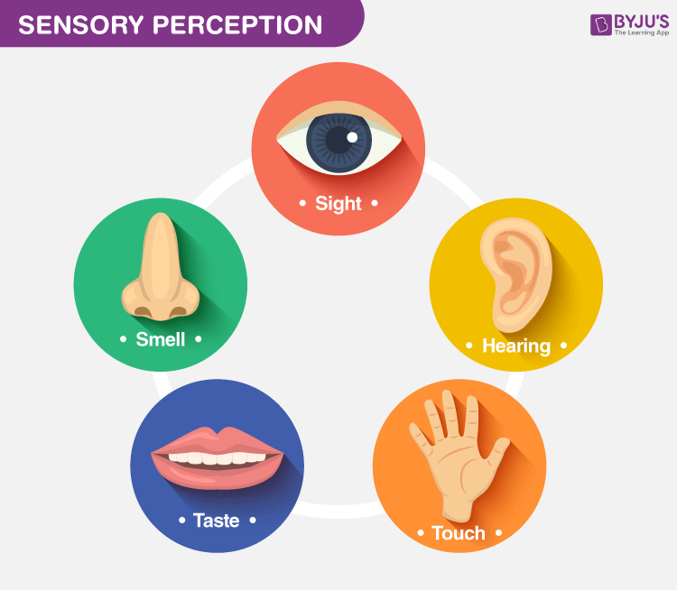 sensory perception definition