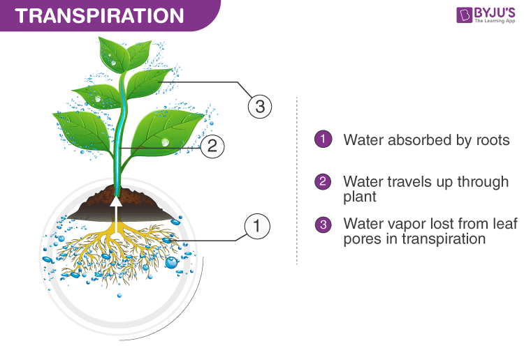 Water the plants перевод. Транспирация. Transpiration in Plants. Схема транспирации растений. What is transpiration.