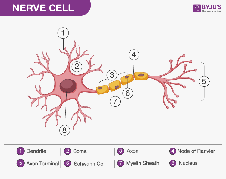 Nervous Tissue - Characteristics, Structure, Function