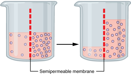 Osmosis Illustration with semipermeable membrane Osmosis Illustration with semipermeable membrane