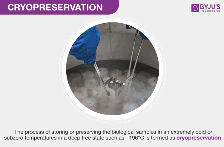 Cryopreservation