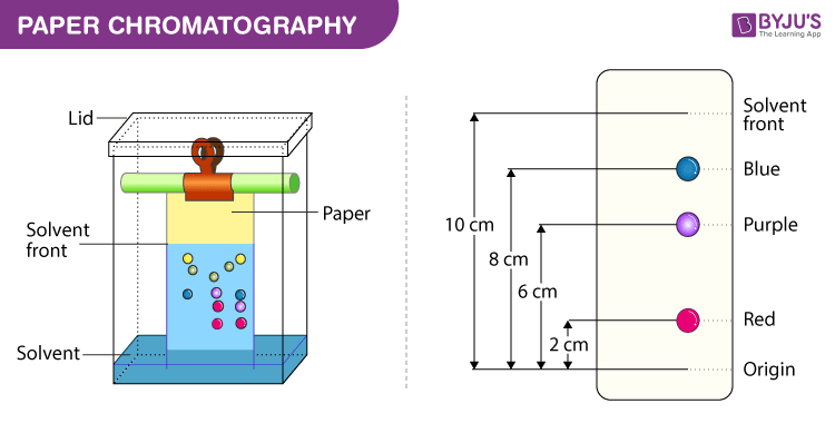 How Does Chromatography Separate Pigments