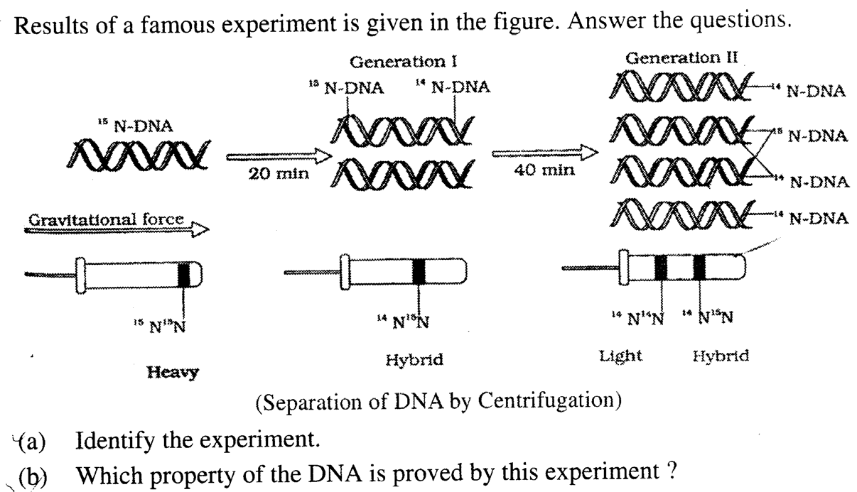  Kerala plus two Biology important questions-6