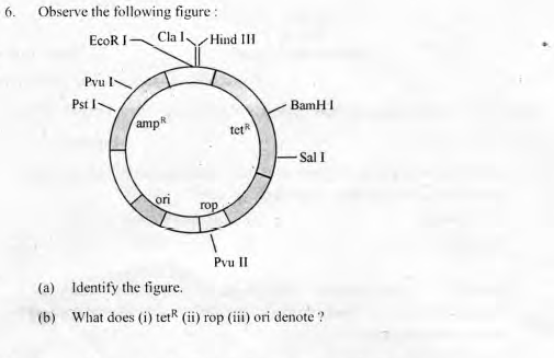  Kerala plus two Biology important questions