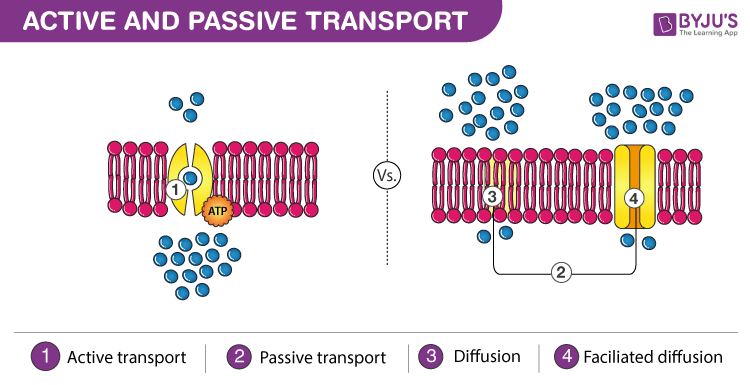 Active Vs Passive Transport Chart