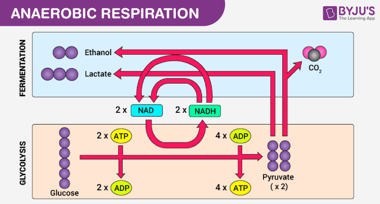 anaerobic respiration diagram