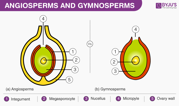 Diferencias entre gimnospermas y angiospermas