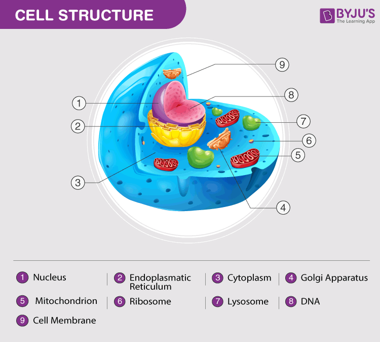 Animal Cell Parts And Functions Chart