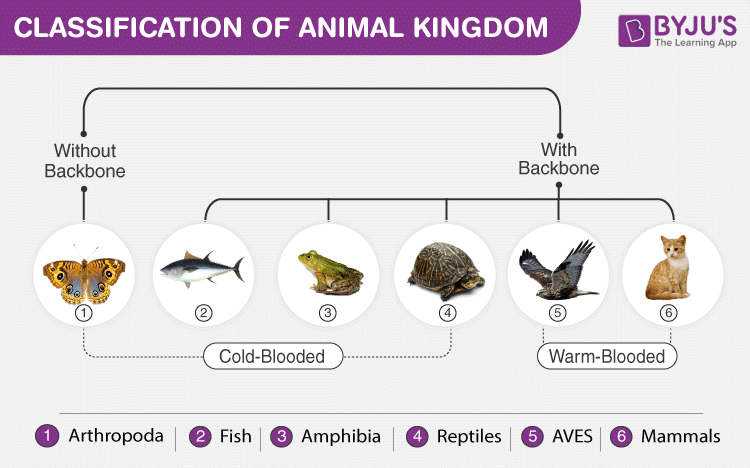 Classification Of Animal Kingdom - Non-chordates And Chordates