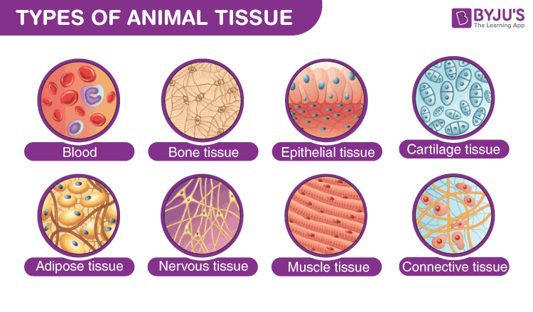 tissue that fill the gap between organs