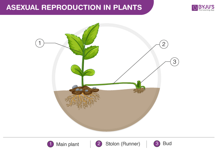 Asexual Reproduction In Plants Diagram