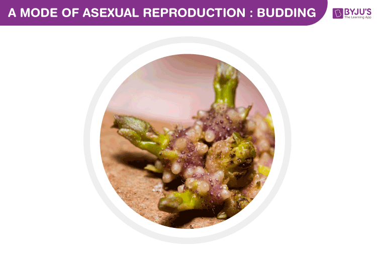 Asexual reproduction in budding